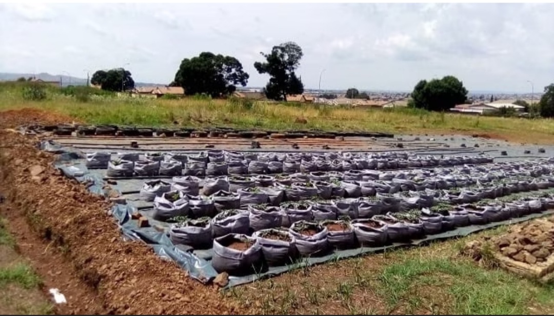 Lenasia man rolls up his sleeves to keep his neighborhood clean