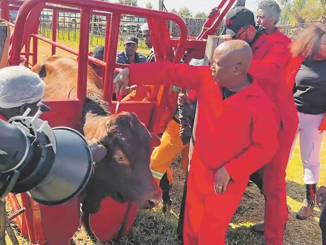 Julius Malema charged for cruelty to a cow